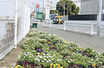 梶原の古舘橋バス停前に花畑が出現。市民ボランティア団体「鎌倉を美しくする会」によってパンジーやノースボールが植えられました。