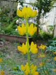 ルーピンの花
タケ

鹿児島県の実家で戴いたルーピンの種が厚木で見事花咲きました。種まき１１月。