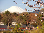 恒例となったマラソン大会の風景です。富士山と寒桜と力走するランナ—。
