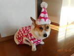 レオ
瀬谷区
5歳
とっても人懐っこいです。手作りのお洋服と帽子で暖か～い！