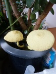 観葉植物の鉢から黄色いキノコ顔出す
タケロン
金の生る木に突然現れらた奇妙なキノコ。金の生る木の鉢から黄色いキノコ、コガネキヌカラカサタケ。