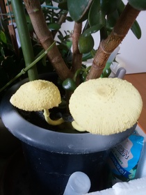 観葉植物の鉢から黄色いキノコ顔出す
タケロン
金の生る木に突然現れらた奇妙なキノコ。金の生る木の鉢から黄色いキノコ、コガネキヌカラカサタケ。