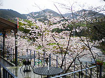 石庄桜
